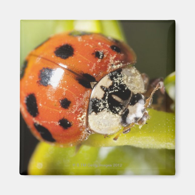 Imã Macro; Horizontal; Cor; Cor; Ninguém 2 (Frente)