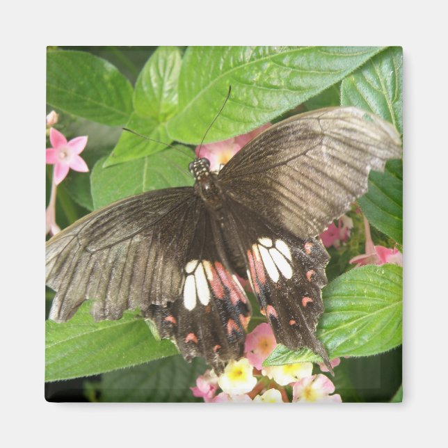 Imã Macrolimus de borboletas (Frente)