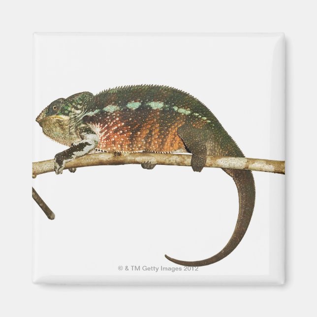 Imã Madagáscar 2 (Frente)