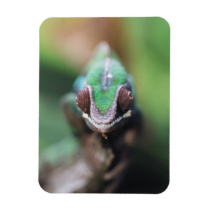 Ímã Madagascar, camaleão vermelho da pantera do bar