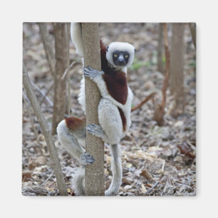 Imã Madagascar, Reserva Ankarafantsika; Ampijoroa;