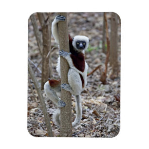 Ímã Madagascar, reserva de Ankarafantsika; Ampijoroa;