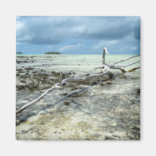 Imã Madeira de morto no ímã do Pacífico