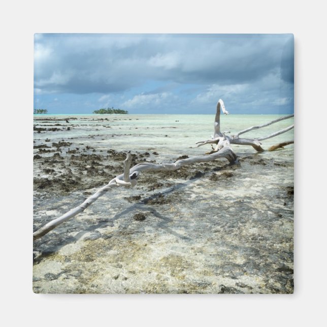 Imã Madeira de morto no ímã do Pacífico (Frente)