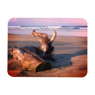 Ímã Madeira Flutuante Costa Rica Praia Foto