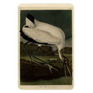Ímã Madeira Ibis (Ibis, Stork): Aves de Audubon da Amé
