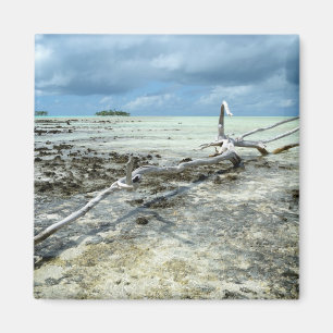 Imã Madeira inoperante no ímã pacífico