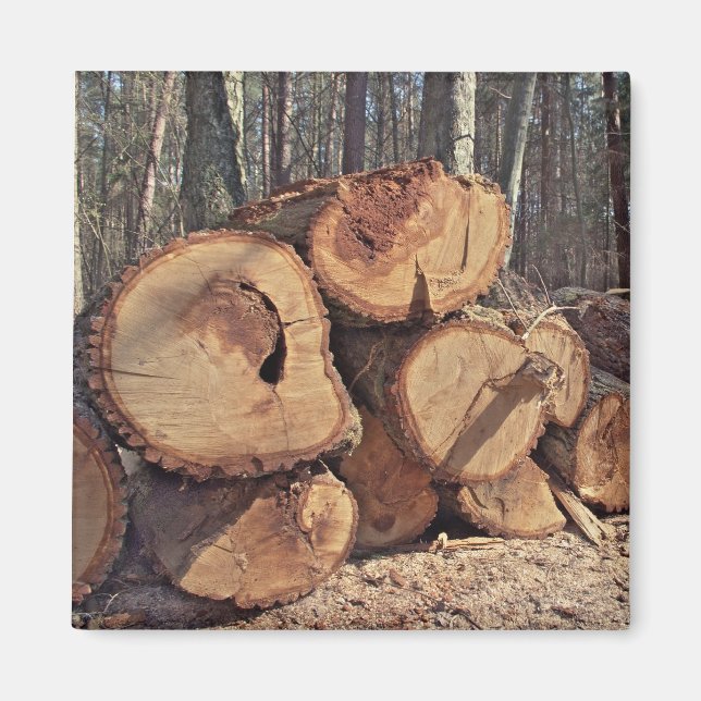 Imã Madeira Magnet (Frente)