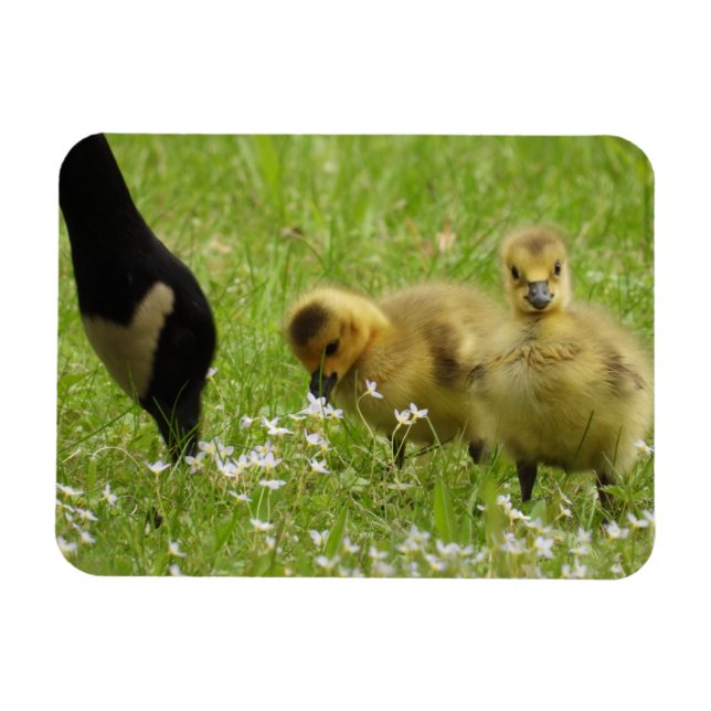 Ímã Madre Goose (canadá) e gansos (Horizontal)