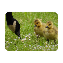Ímã Madre Goose (canadá) e gansos
