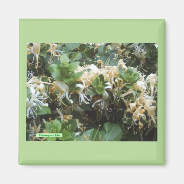 Imã Madressilva em Flor (Frente)