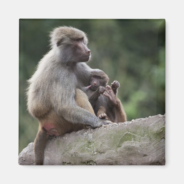 Imã Mãe babuína cuidando de seu jovem (Frente)