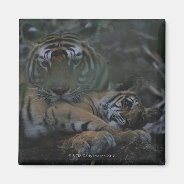 Imã Mãe Bengala Tiger com Cub (Frente)