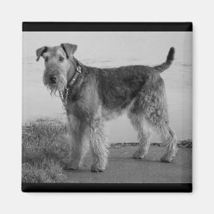 Imã Mãe de cachorro fofo amante de cães Airedale Terri