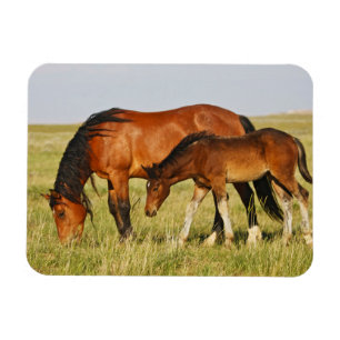 Ímã Mãe de Cavalo Selvagem e Grazing Colt