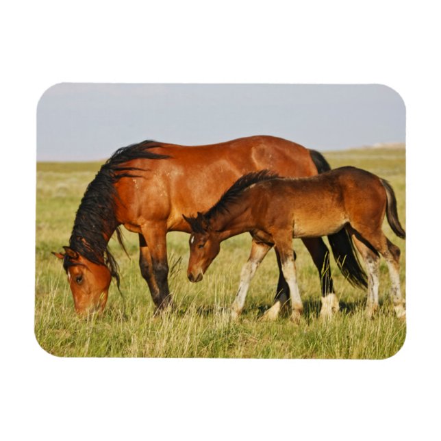 Ímã Mãe de cavalo selvagem e potro pastando (Horizontal)
