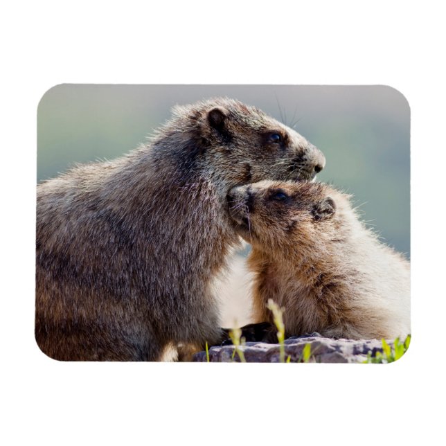 Ímã Mãe de Marmota com Bebê (Horizontal)