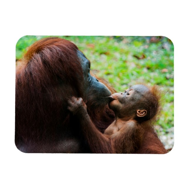 Ímã Mãe de orangotango e bebê (Horizontal)