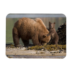 Ímã Mãe de Urso Pardo com Filhote em uma Praia