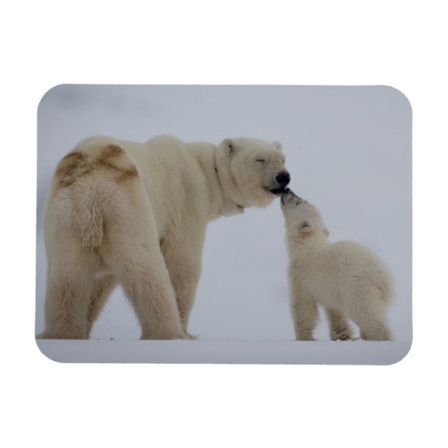 Ímã Mãe de Urso Polar com Cubo (Horizontal)