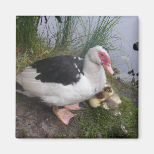 Imã Mãe do pato de Muscovy com patinhos