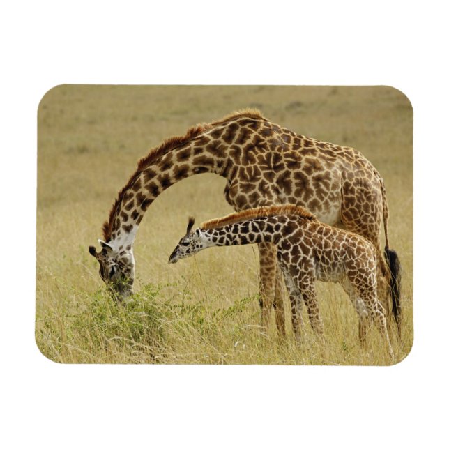 Ímã Mãe e bebê Girafa Masai, Giraffa (Horizontal)