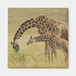 Imã Mãe e bebê Girafa Masai, Giraffa