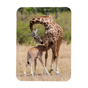 Ímã Mãe e bebê girafa no Quênia