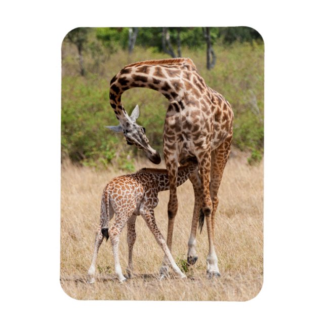 Ímã Mãe e bebê girafa no Quênia (Vertical)