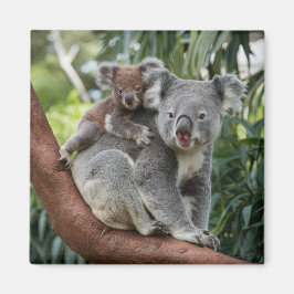 Imã Mãe e Bebê Koala Bear