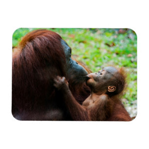 Ímã Mãe e bebê Orangutan