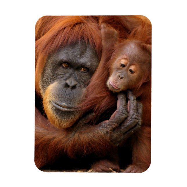 Ímã Mãe e Bebê Orangutan (Vertical)