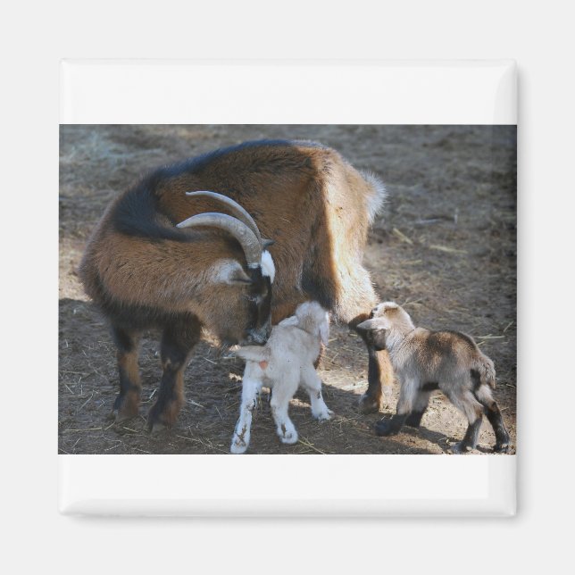 Imã Mãe e Bebês (Frente)