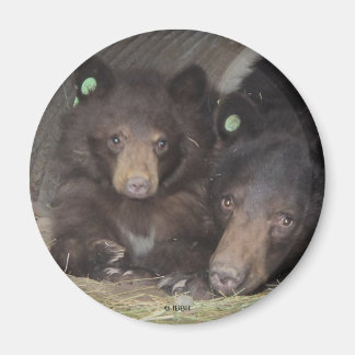 Imã Mãe e cub 2013 Redondo