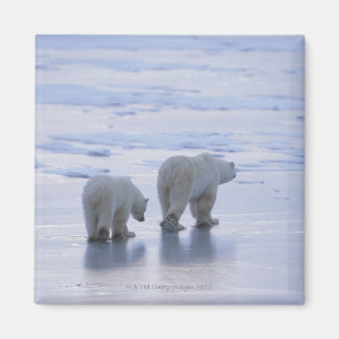 Imã Mãe e Cub do urso polar