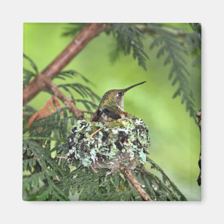 Imã Mãe Hummingbird no Nest