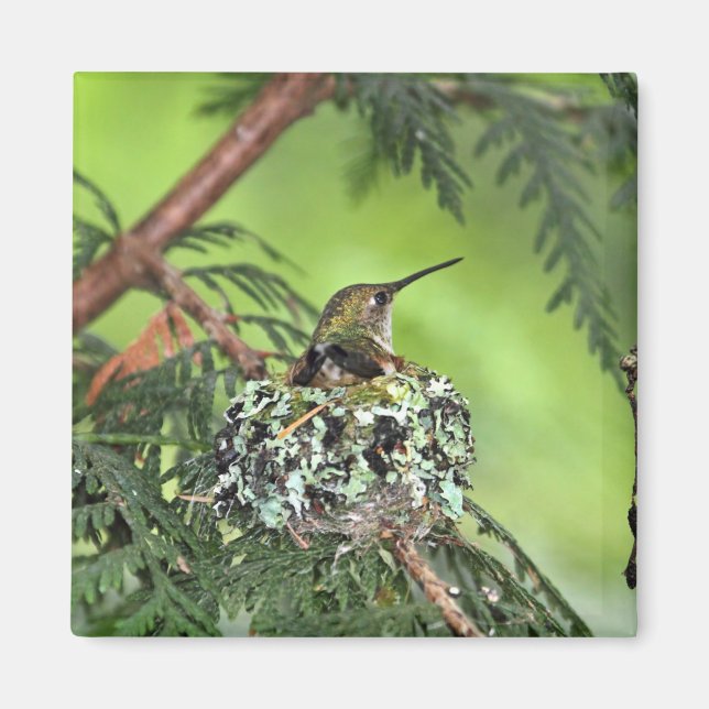 Imã Mãe Hummingbird no Nest (Frente)