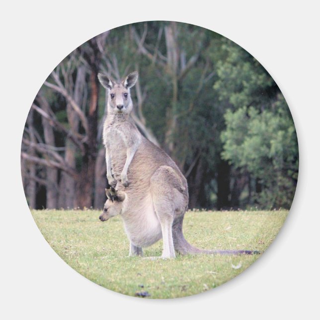 Imã Mãe Kangaroo com Bebê Joey em sua bolsa (Frente)