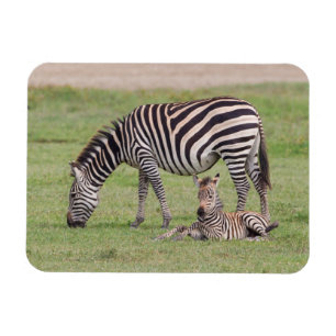 Ímã Mãe Zebra com Potro Recém-Nascido