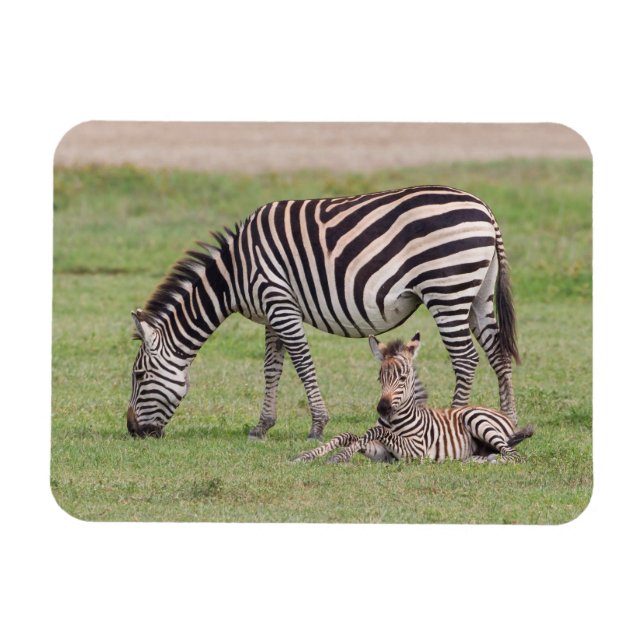 Ímã Mãe Zebra com Potro Recém-Nascido (Horizontal)