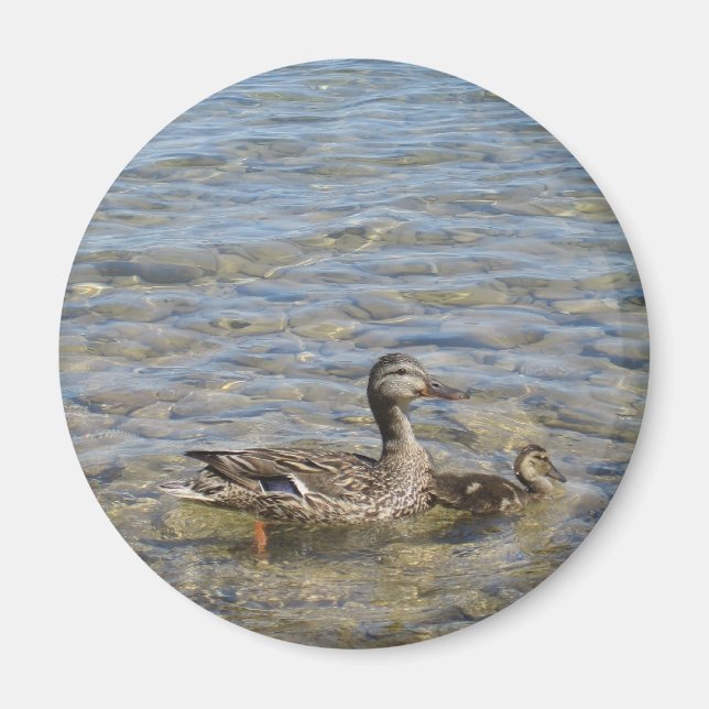 Imã Mães-pato e ímã-bebê (Frente)