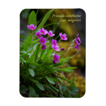 Magenta Maguire Primrose Flor Silvestre © Sandy Lo