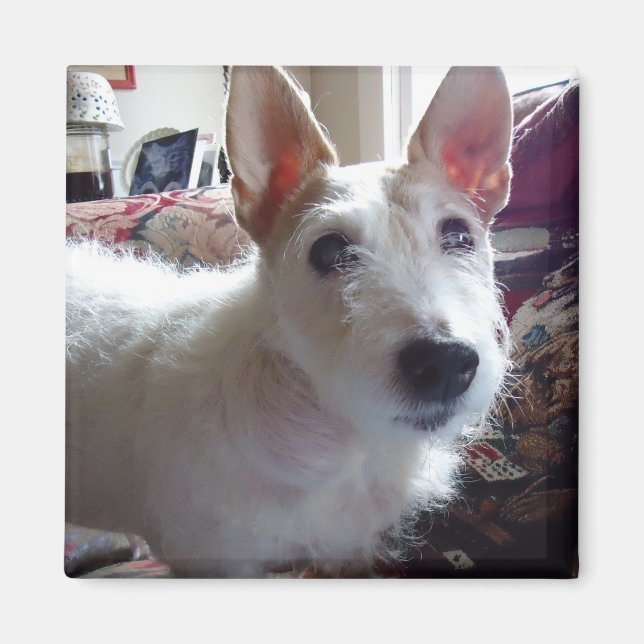 Imã Maggie Mae (Frente)