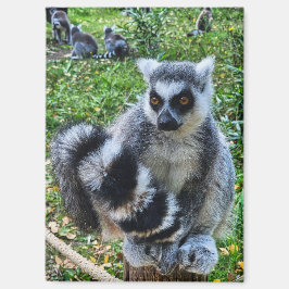 Imã Magneet met ringstaartmaki – unieke dierenprint