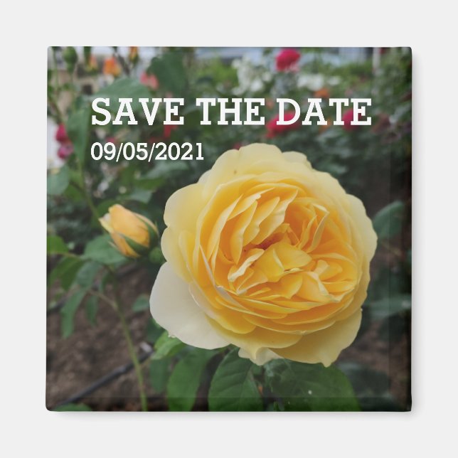 Imã Magnésio de flores de rosa amarela (Frente)