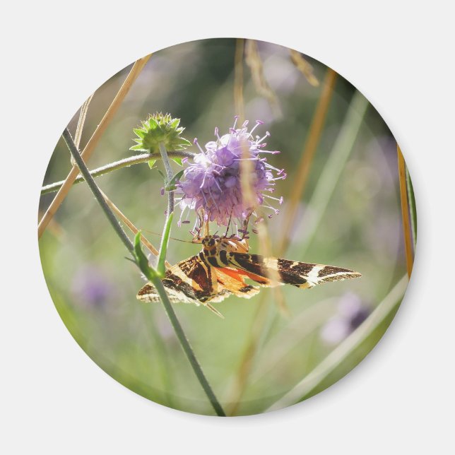 Imã Magnet (Frente)