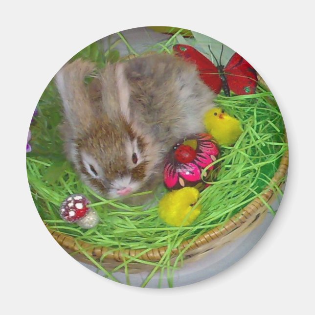 Imã Magnet (Frente)