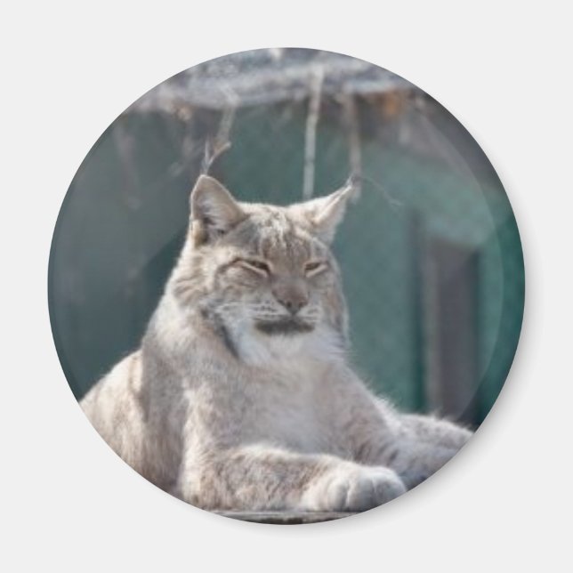 IMÃ MAGNET 09 (Frente)