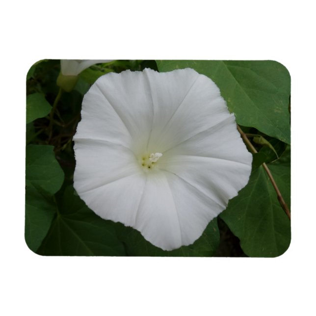 Ímã Magnet 3"x4" de Flor Branco (Horizontal)