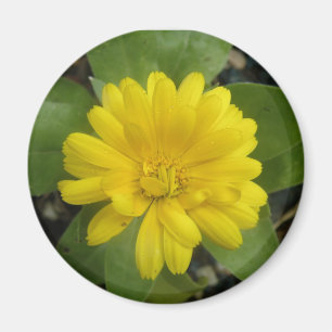 Imã Magnet Amarelo Brilhante